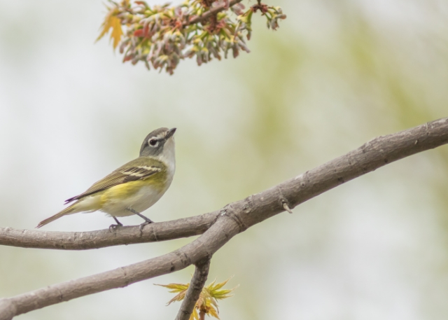 Blue-headed vireo, prince edward point national wildlife Area, Ontario, CANADA
