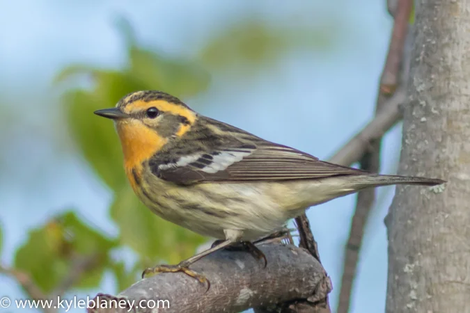 Blackburnian Warbler, Prince Edward Point National Wildlife Area, Ontario, Canada