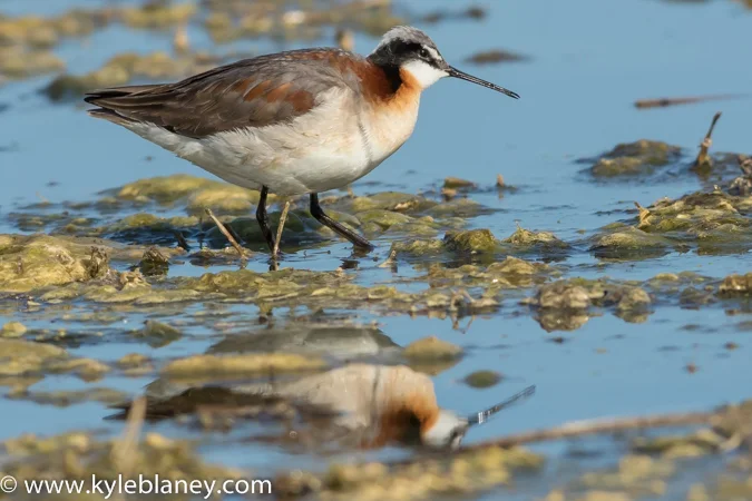 Wilson's Phalarope, near Debden, Saskatchewan, Canada