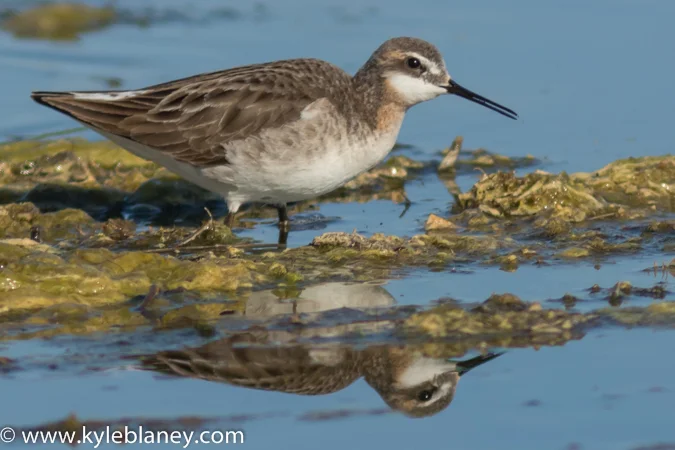 WILSON'S PHALAROPE, NEAR DEBDEN, SASKATCHEWAN, CANADA