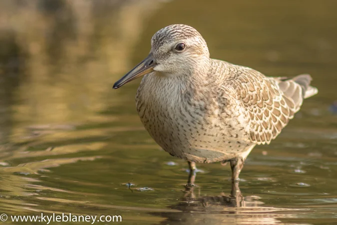 RED KNOT, SANDBANKS PROVINCIAL PARK, ONTARIO, CANADA