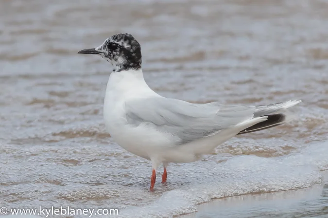 Little Gull, North Beach Provincial Park, Ontario, Canada