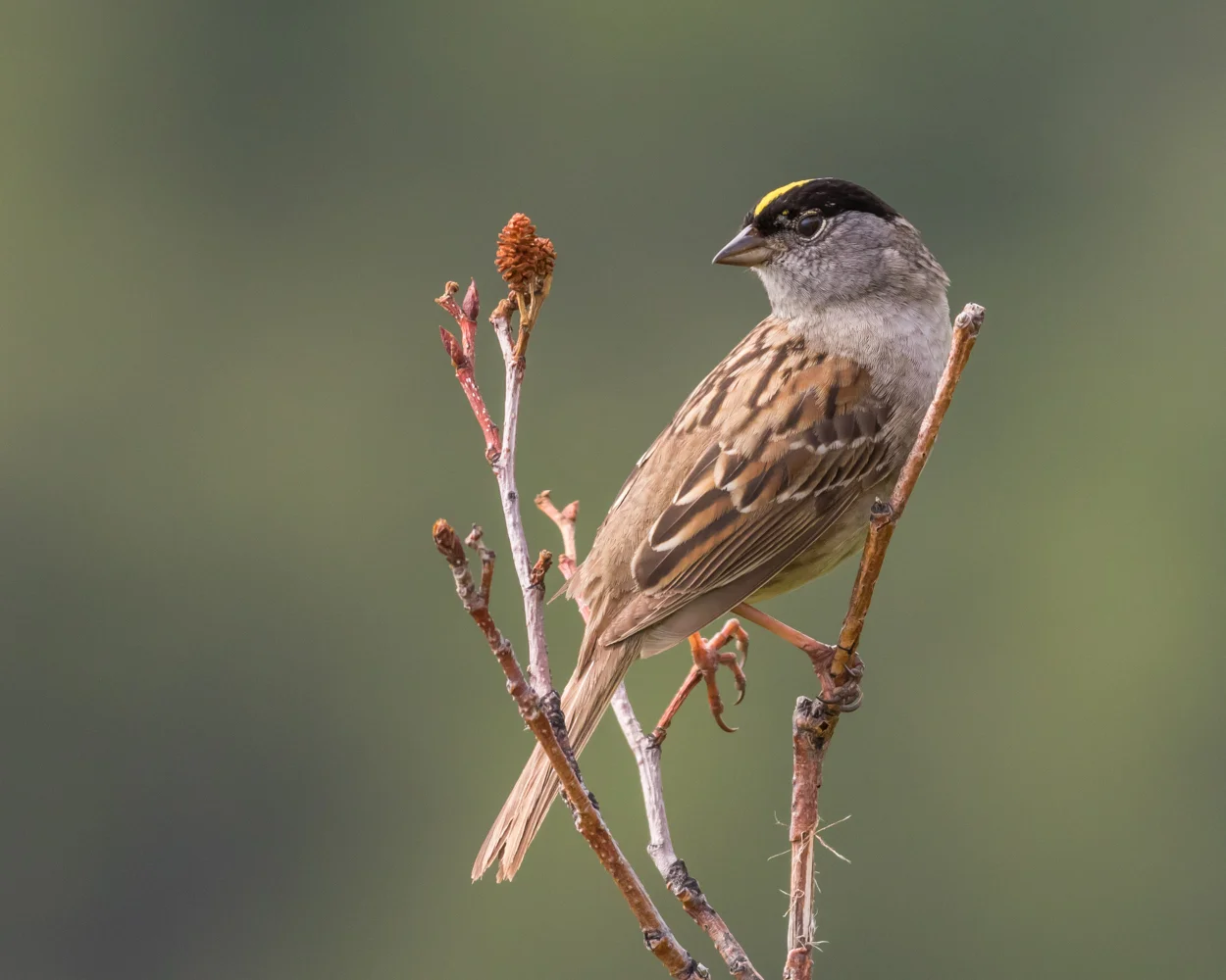 Golden-crowned Sparrow, Anchorage, Alaska