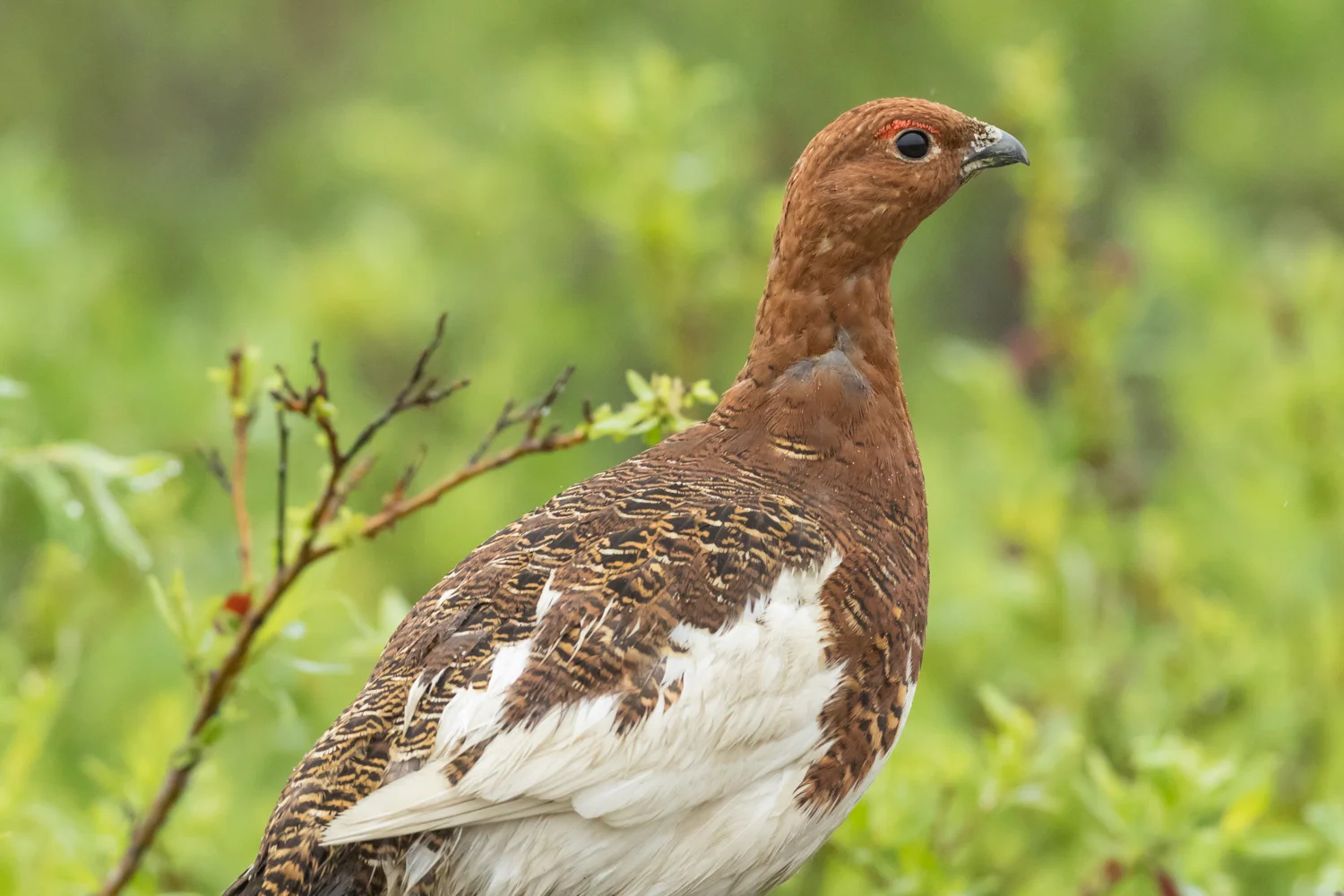 Willow Ptarmigan (male), Nome-Teller Highway, Alaska