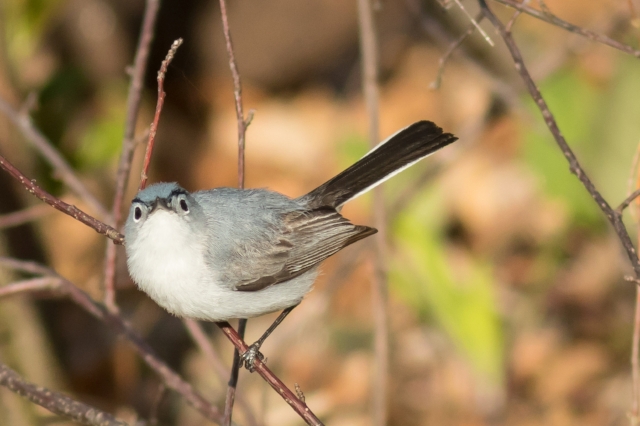 Blue-gray Gnatcatcher, Prince Edward Point National Wildlife Area, Ontario, Canada