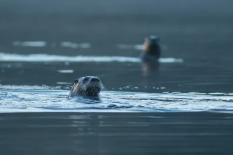 Otters on Norway Lake, Algonquin Provincial Park, Ontario, Canada
