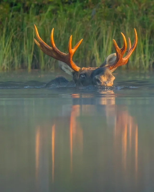 Moose, Norway Lake, Algonquin Provincial Park, Ontario, Canada