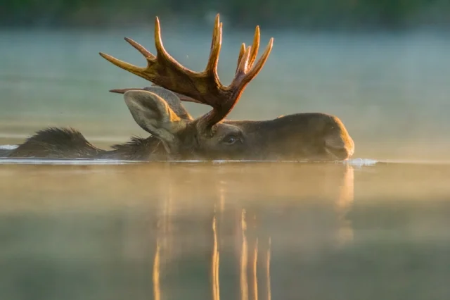 Moose, Norway Lake, Algonquin Provincial Park, Ontario, Canada