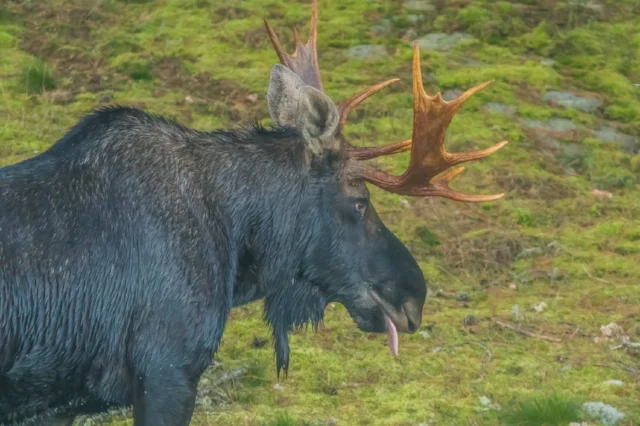 Moose, Norway Lake, Algonquin Provincial Park, Ontario, Canada