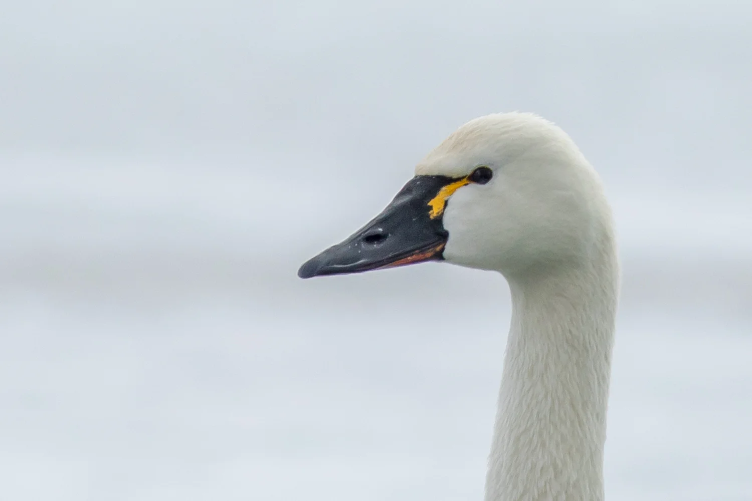 Tundra Swan - Barcoven Beach, Ontario