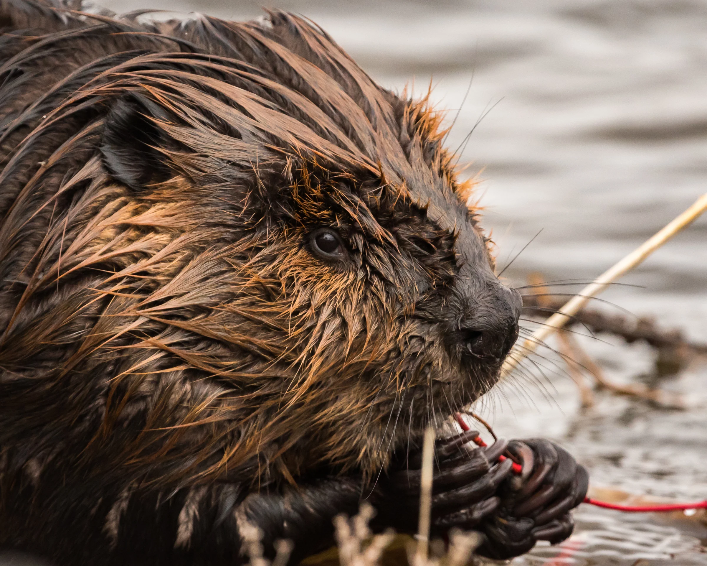 Canadian Beaver - Belleville, Ontario