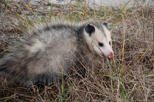 opossum.jpg