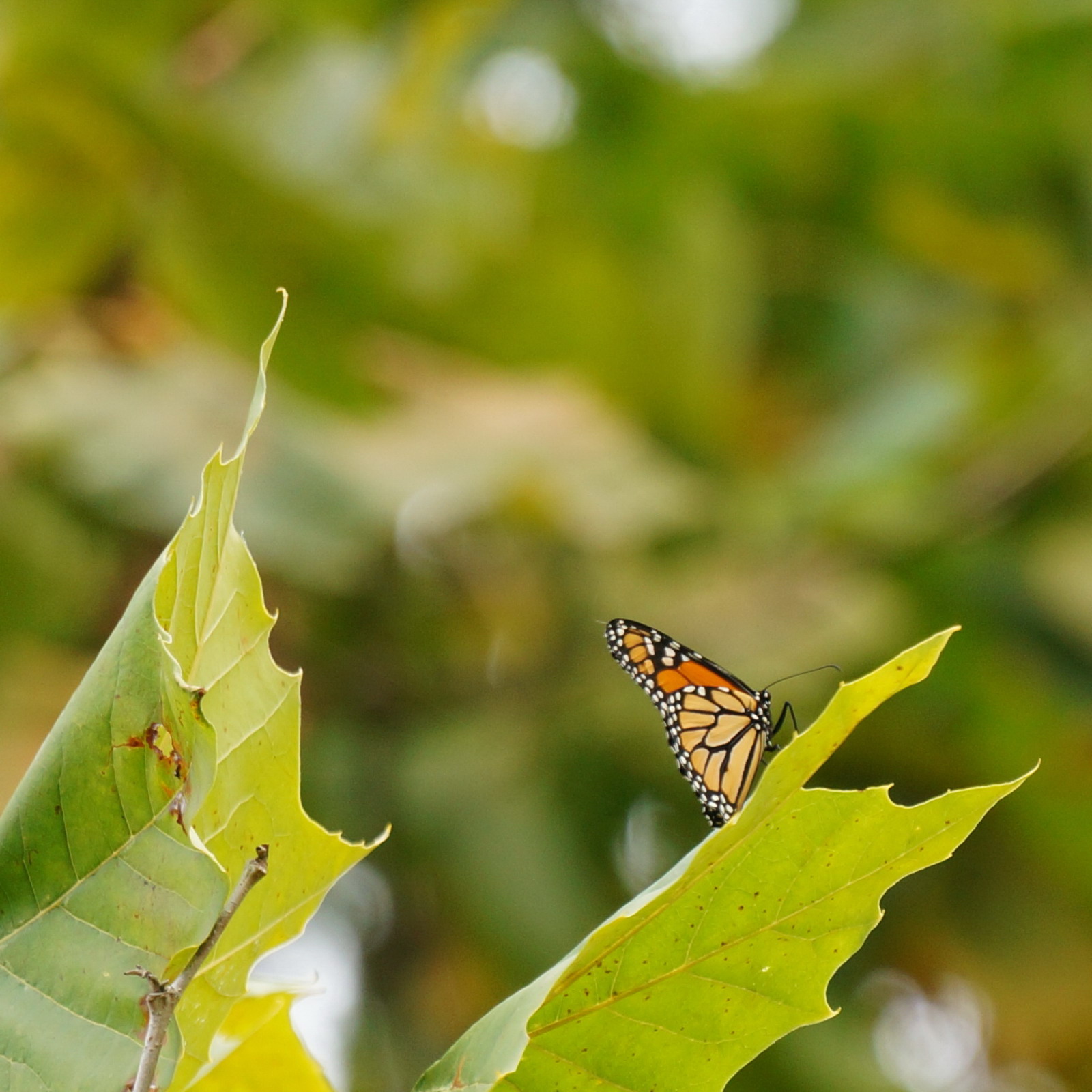 Monarch in fall.jpg