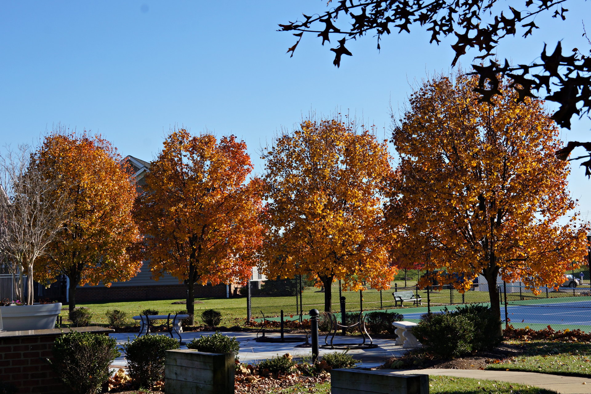  Bradford Pears 