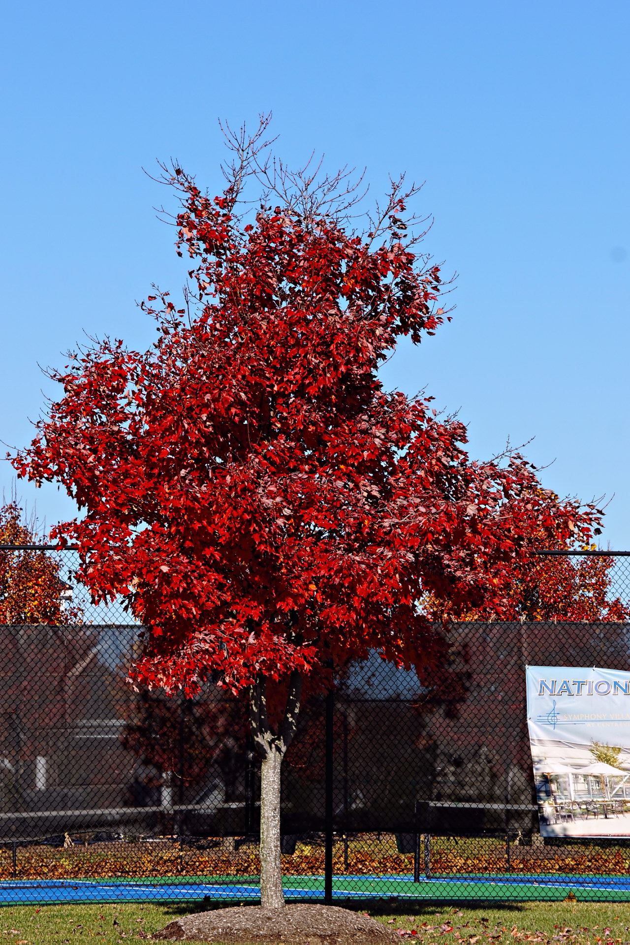Maple tree.jpg