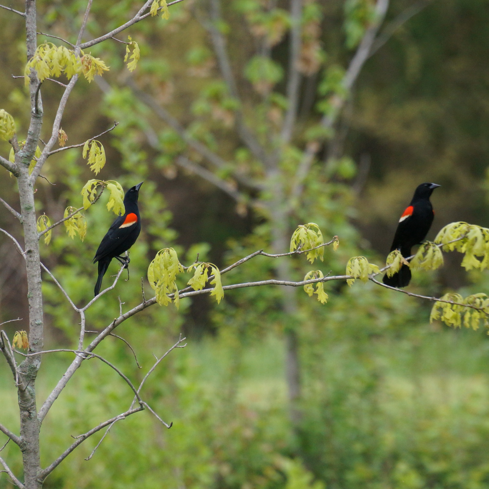 2 redwinged blackbirds_resize.jpg