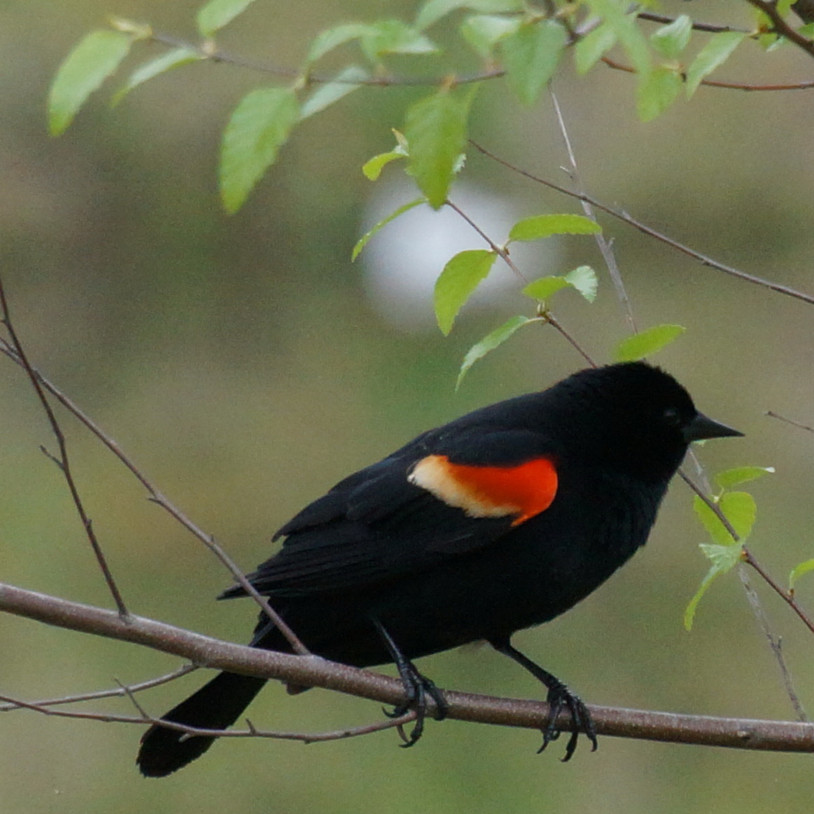 Redwing blackbird close_resize.jpg