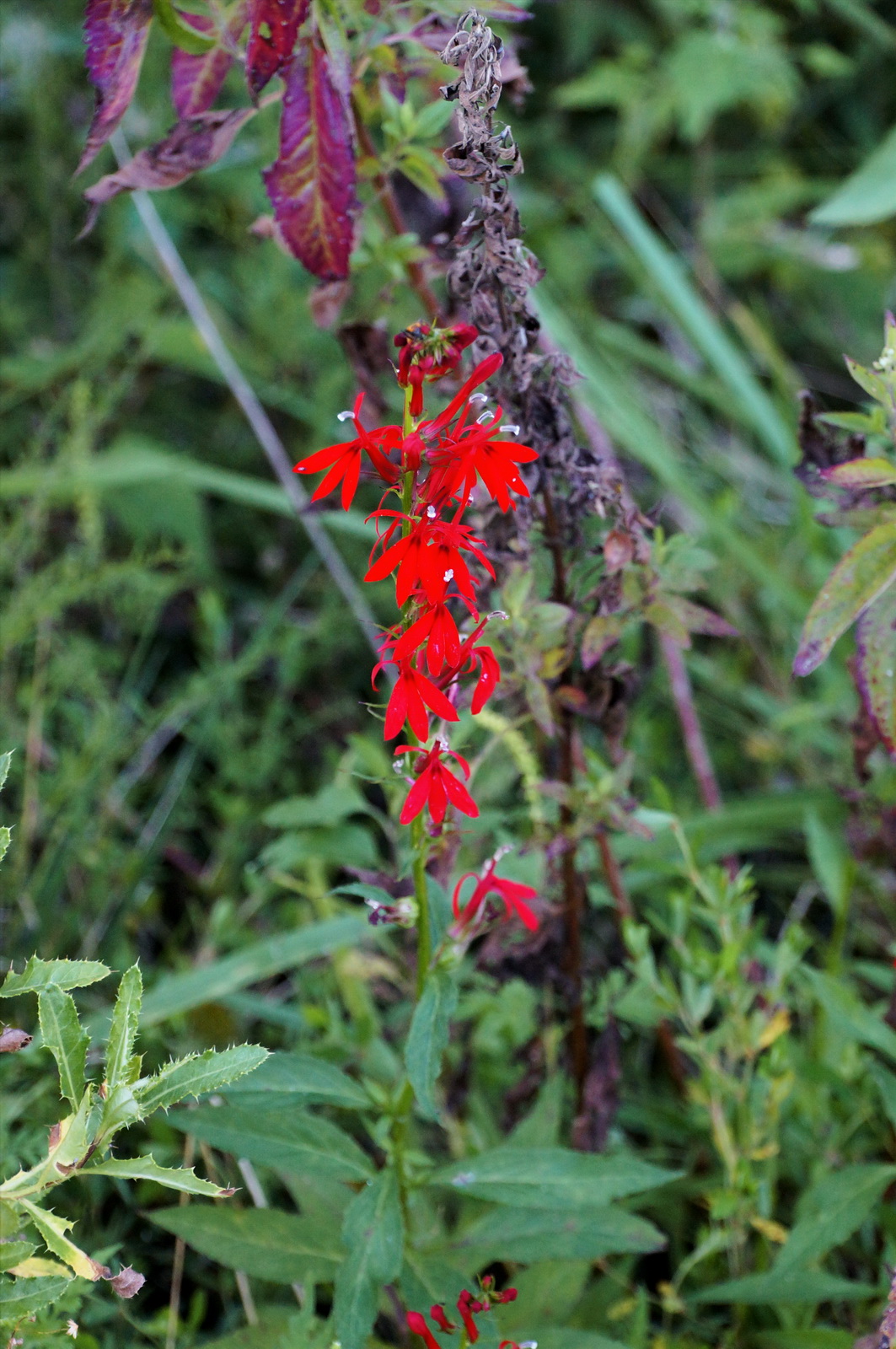 Red flower perf clr_resize.jpg