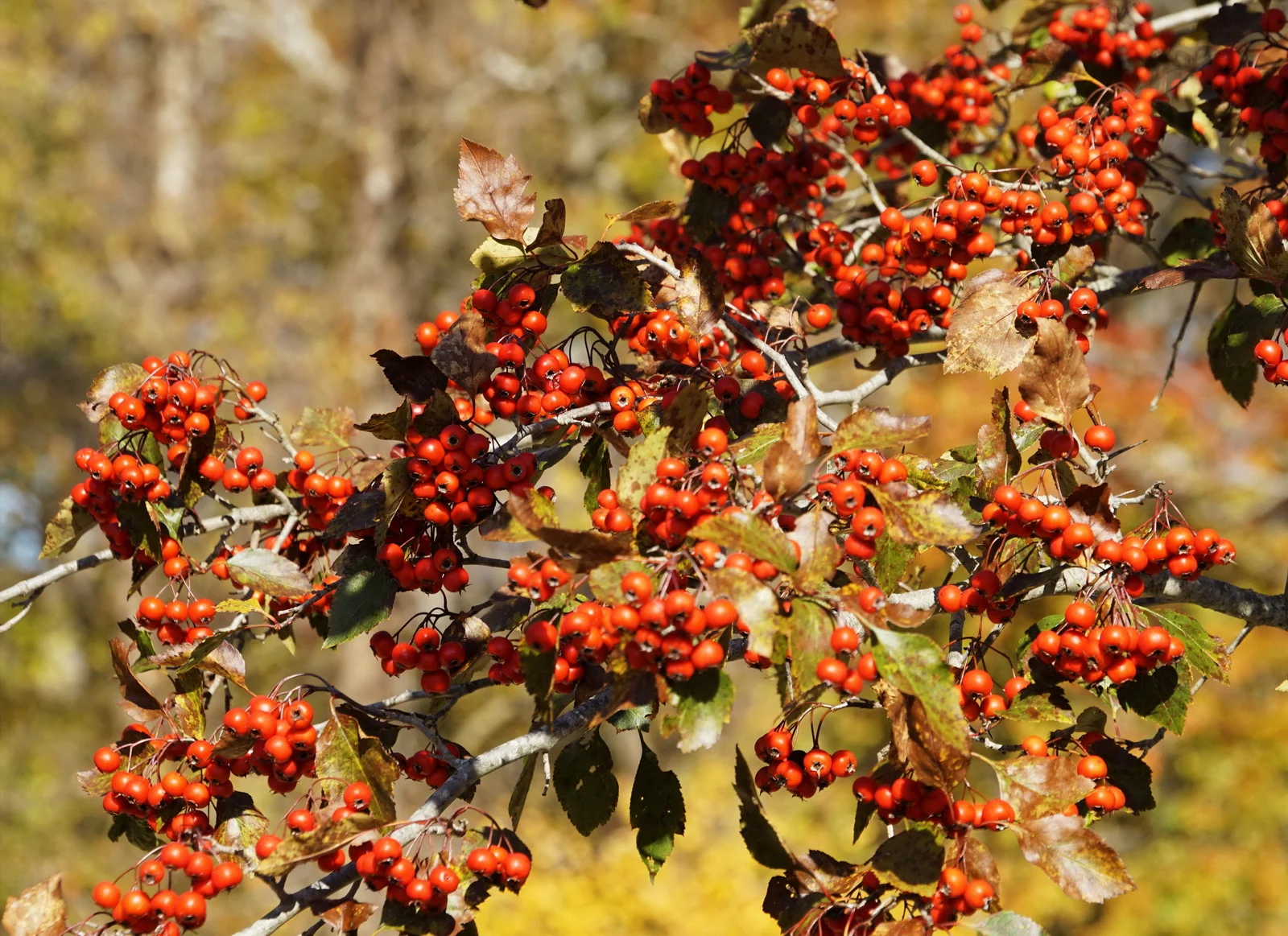 DSC01295 c pc_resize.JPG