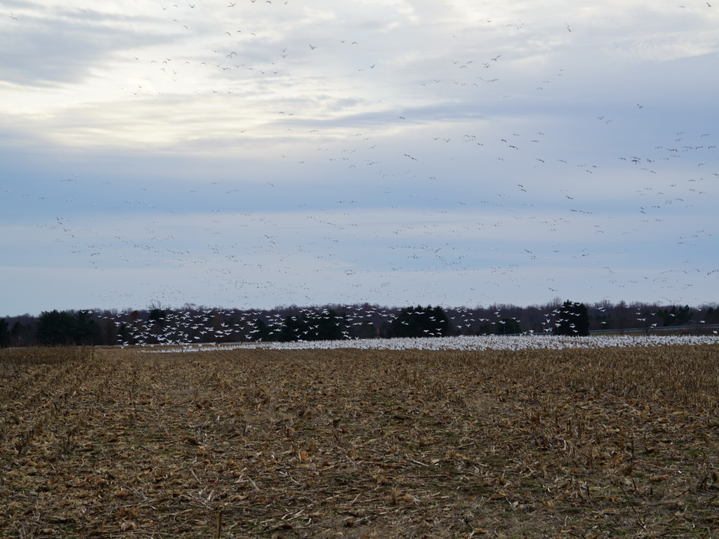 More geese landing.JPG