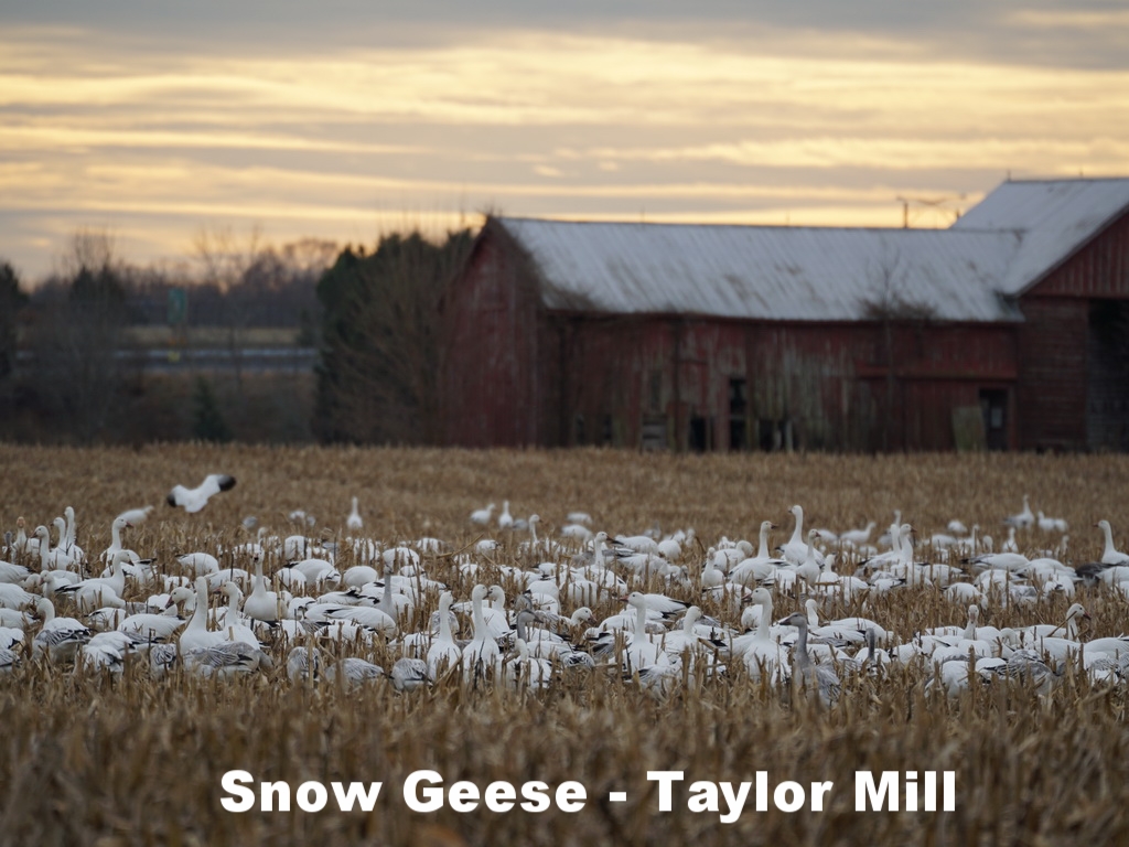 Snow Geese Taylor Mill Road