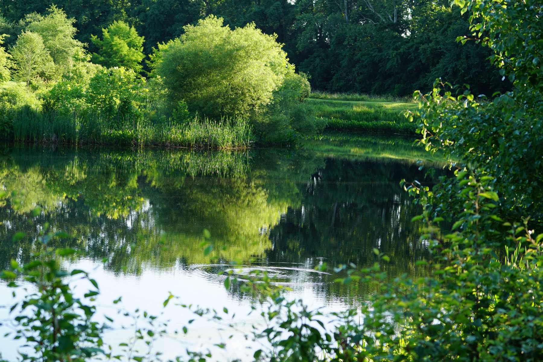 Storm Water Pond Reflections 4.jpg