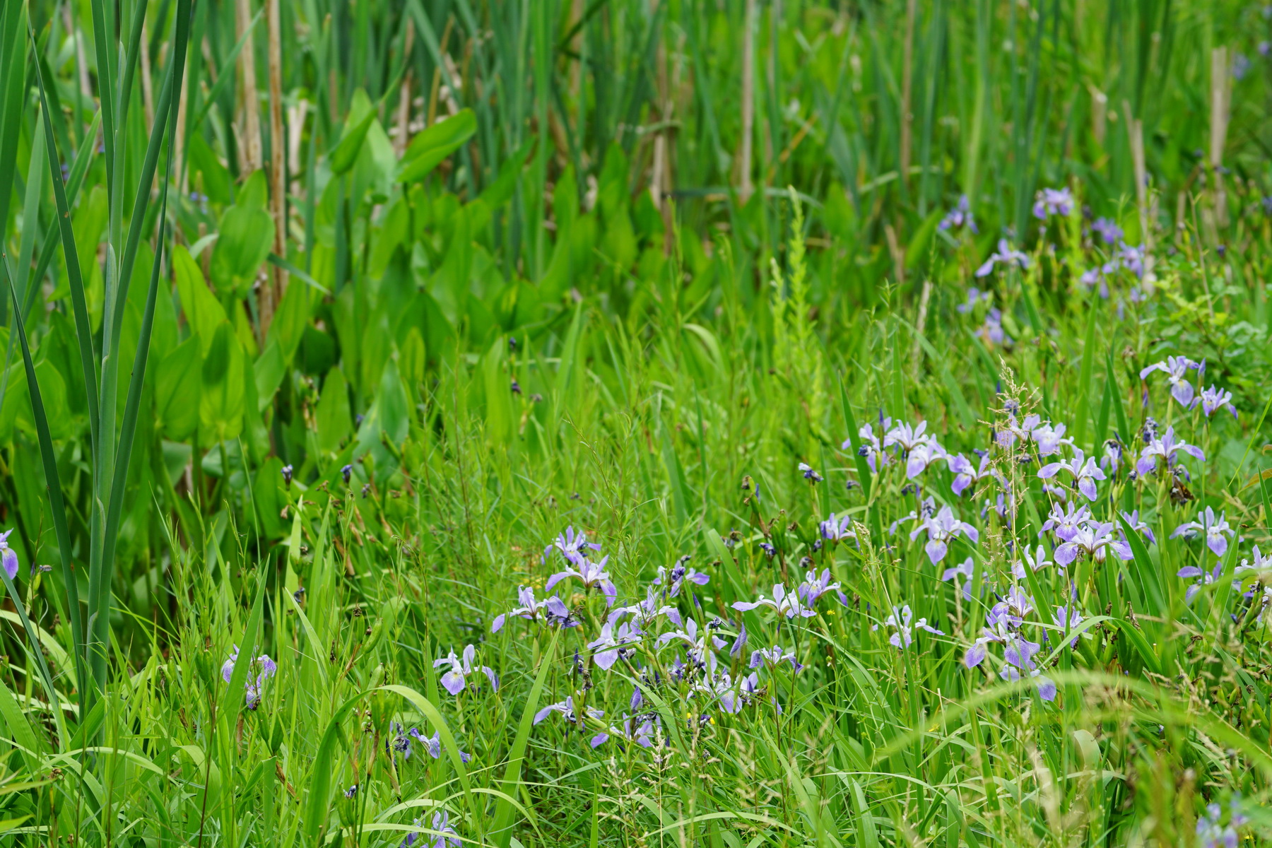 Storm Water Pond views 4.jpg