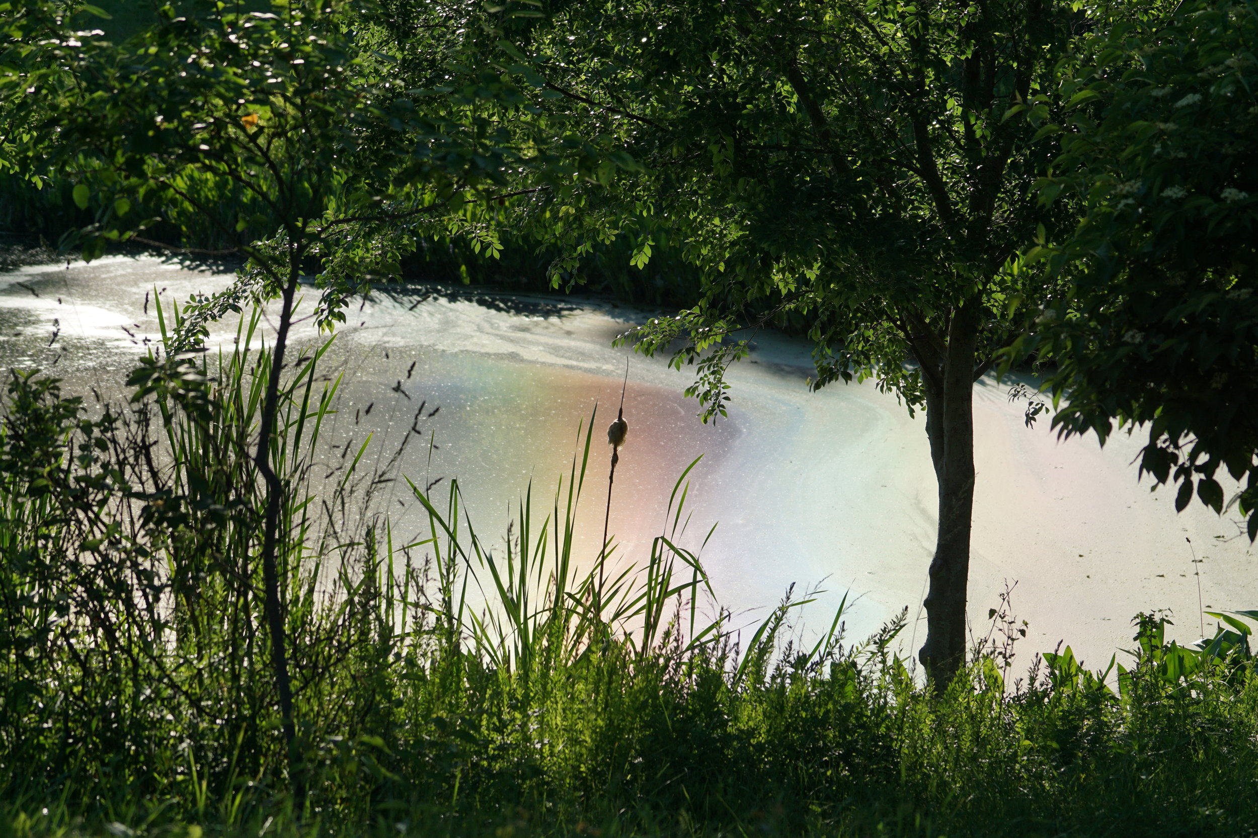 Storm Water Pond Reflections 7.jpg