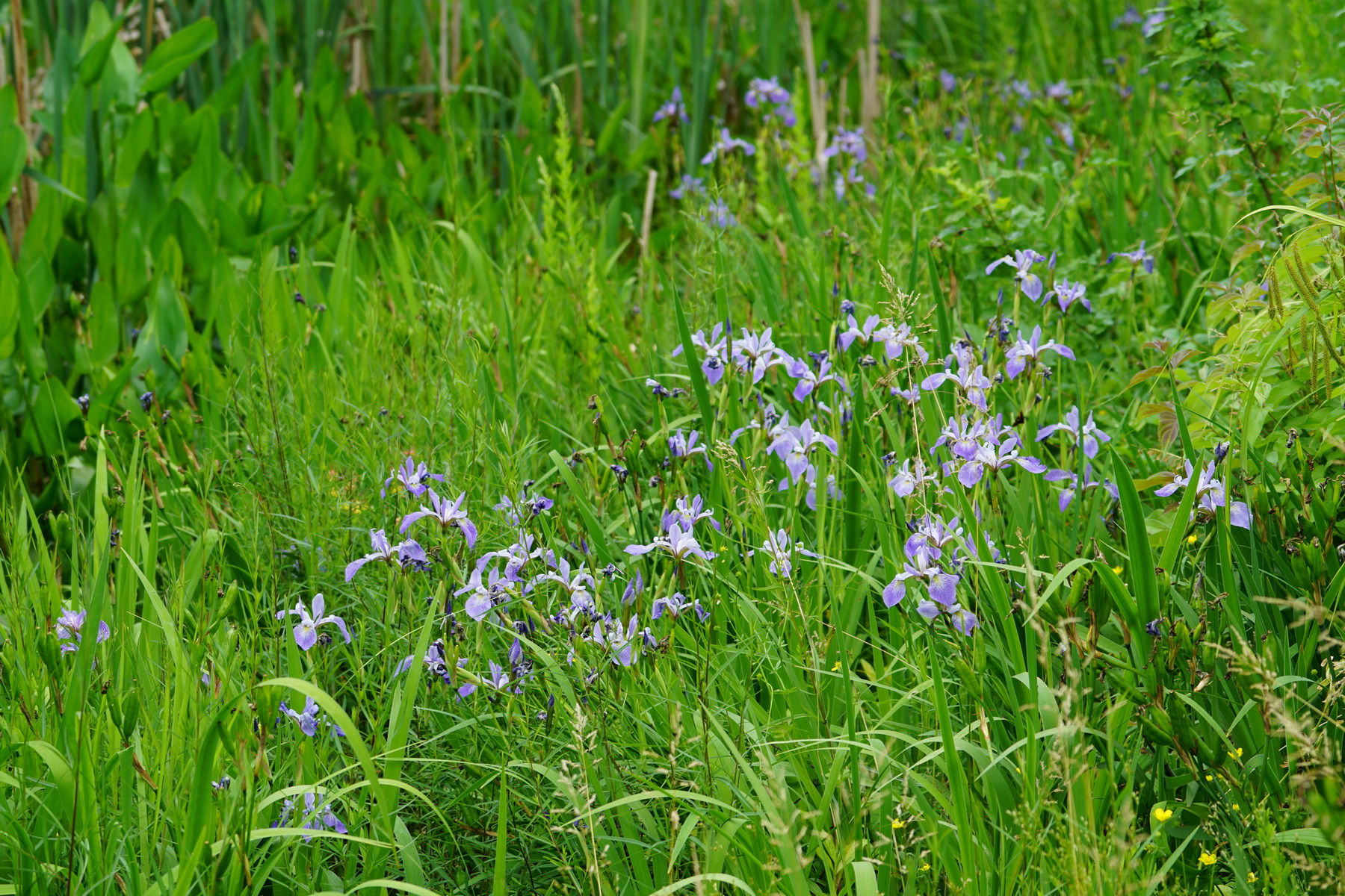 Storm Water Pond views 8.jpg