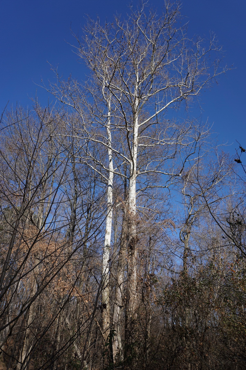 Owl in a tree 2.jpg