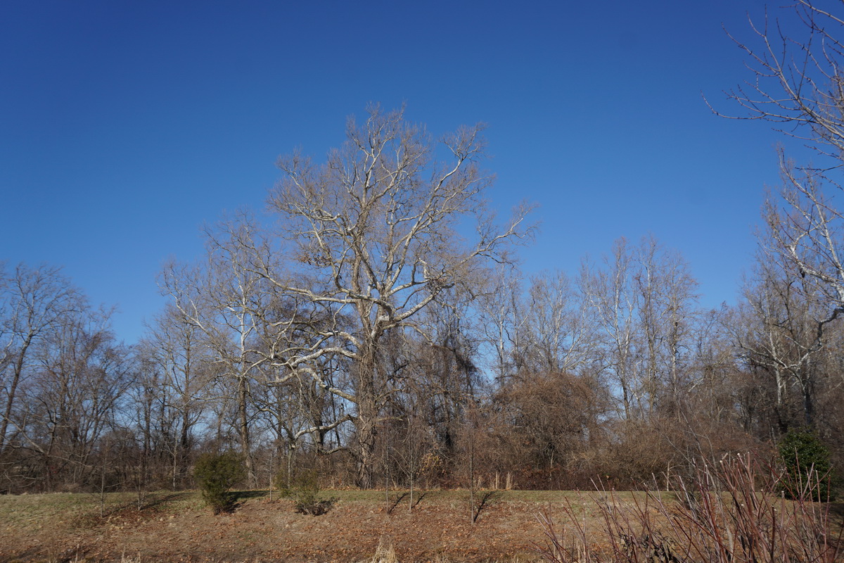 Sycamore in vines.JPG