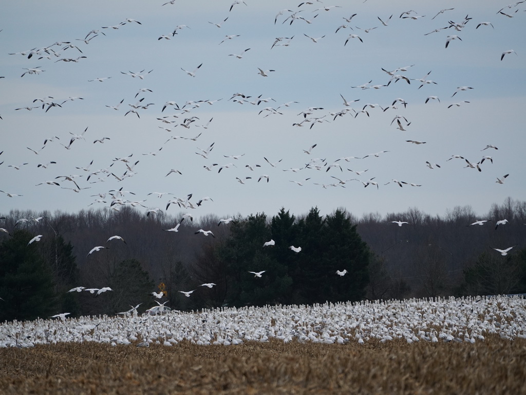 snow geese landing.JPG