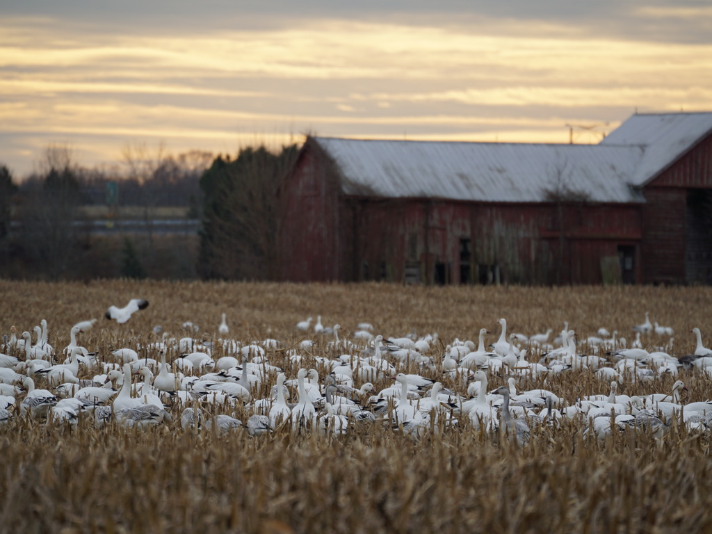 Snow Geese Taylor Mill Road 12-31-2016.JPG