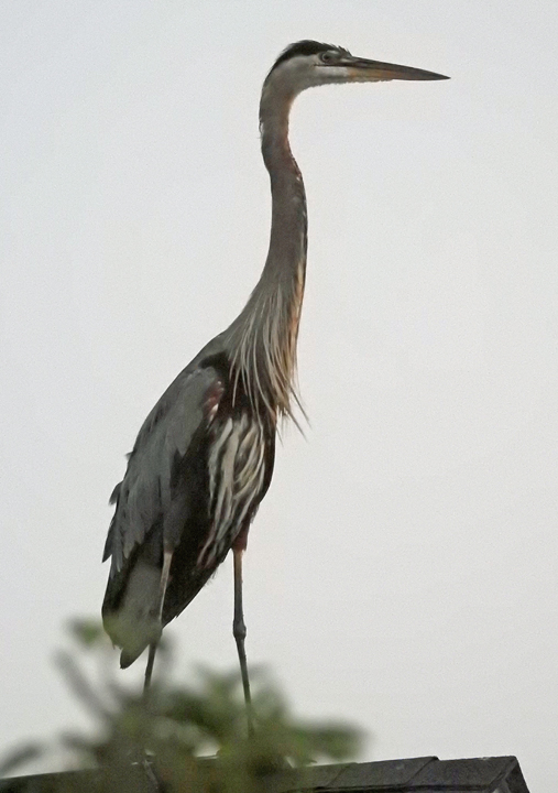 heron.jpg