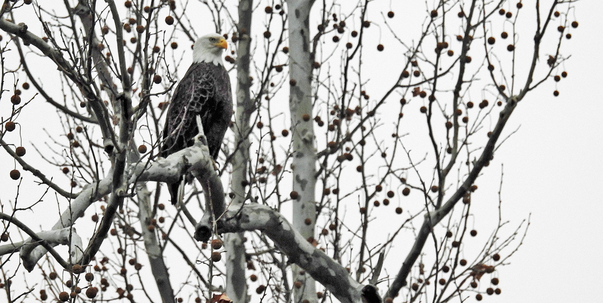 Eagle in Tree.jpg