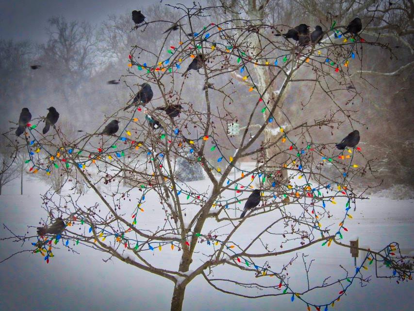 Black Birds