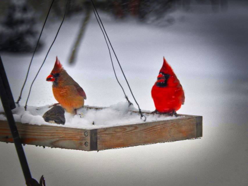 Pair Cardinals