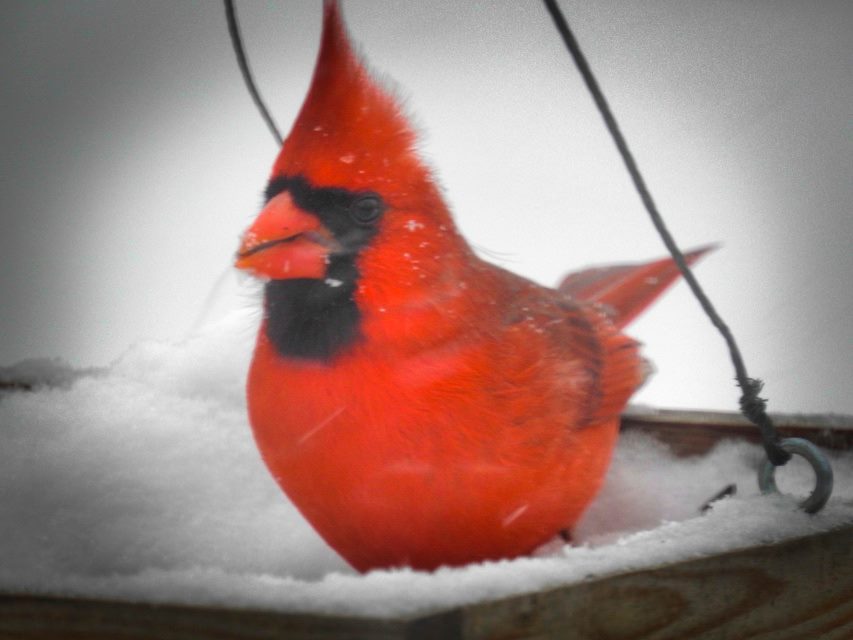 Cardinal