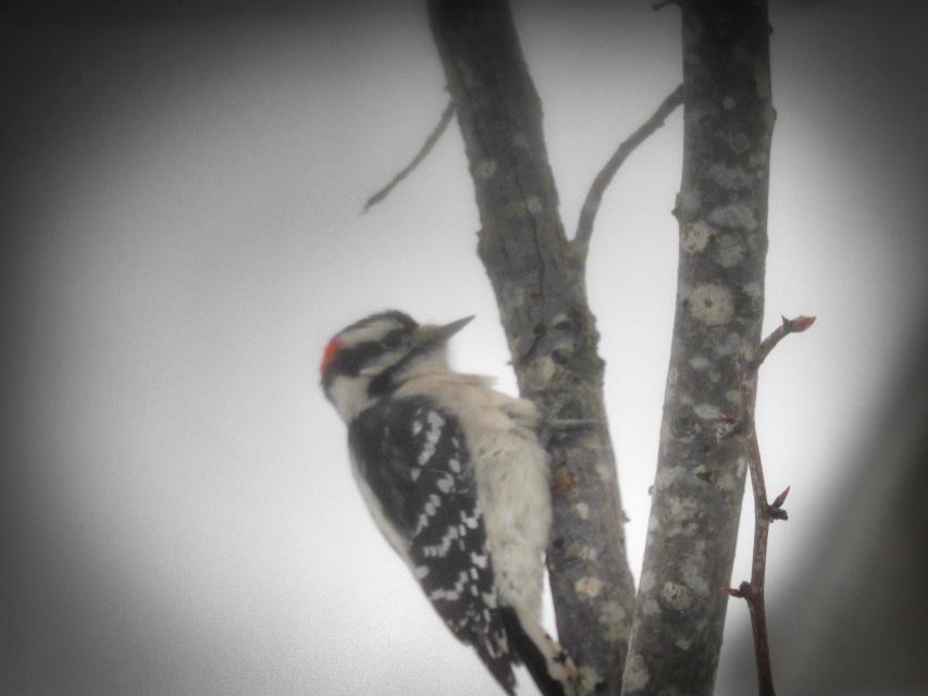 Downy Woodpecker