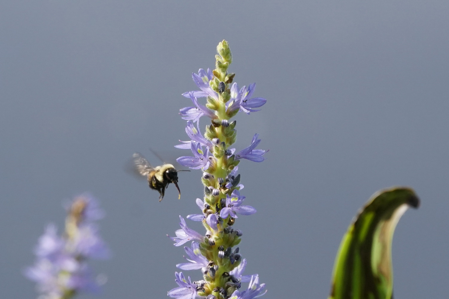 Bee on a blossom.JPG