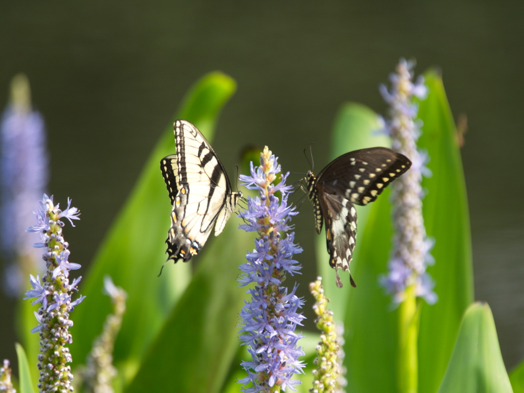 _DSC7566 crp.jpg