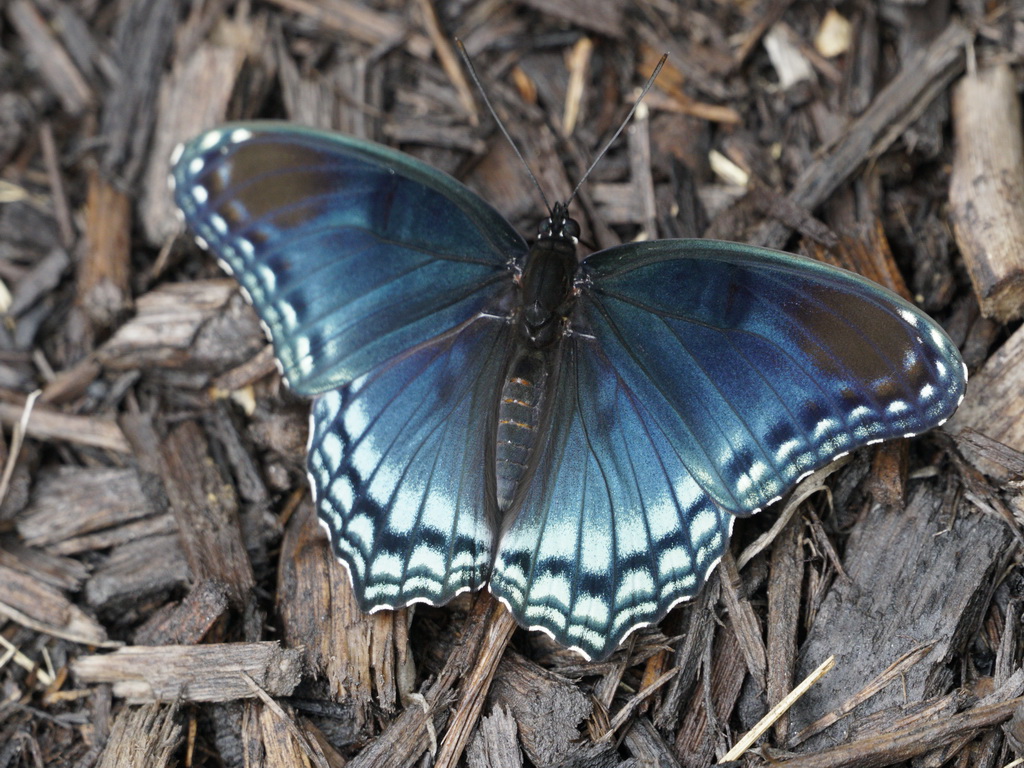 Butterfly 7722 crp.JPG