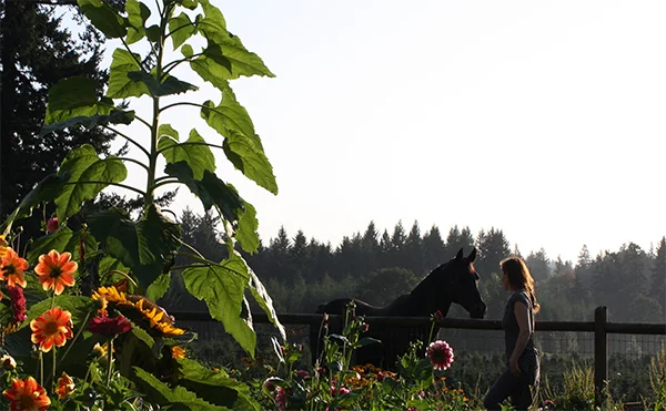 horse-in-flower-garden.jpg