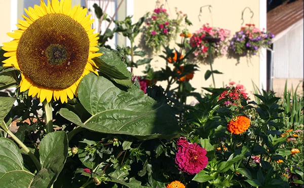 sunflower.jpg