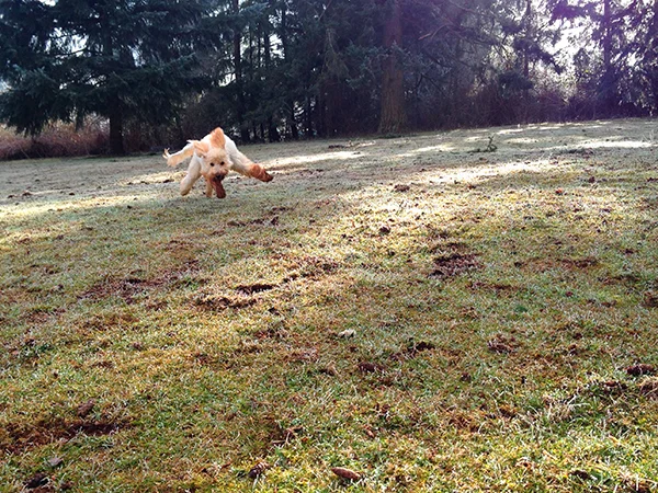 our-goldendoodle-dog-Georgie-running-by-blenda-studio