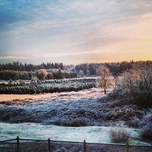 frosty-winter-landscape