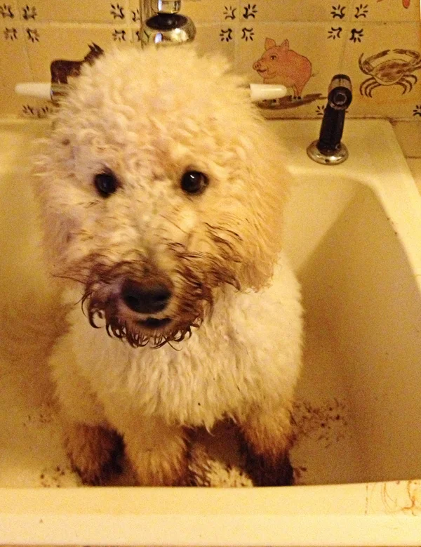 our-goldendoodle-Georgie-at-bathtime-by-blenda-studio