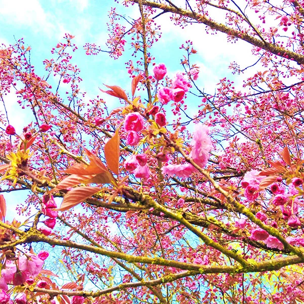 Beautiful springy things everywhere