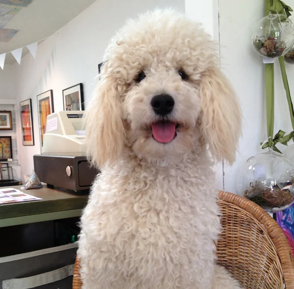 georgie-2.jpg