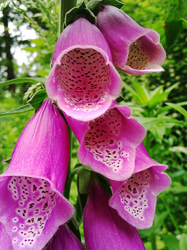foxglove.jpg